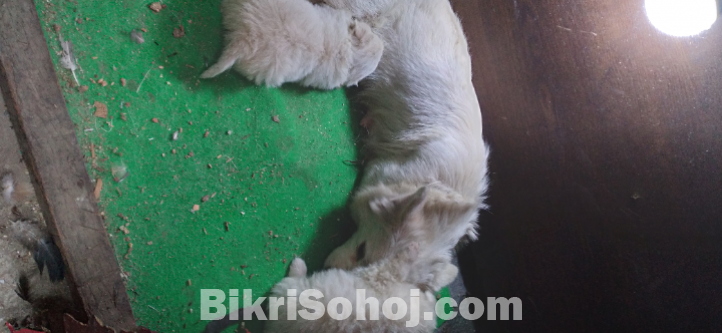 German spitz male female and puppies